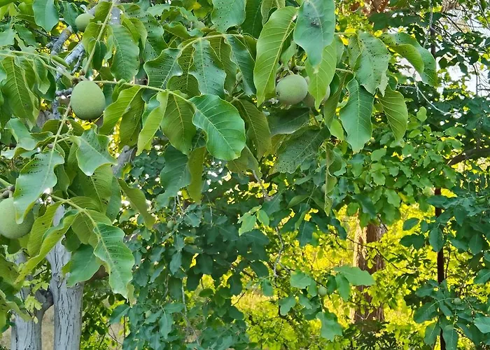 Kusadasi'nda Oezel Havuzlu Kiralik Bueyuek *